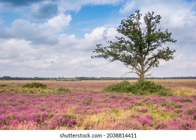 Single tree in the blooming heath fields of National Park Dwingelderveld, Netherlands
