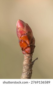 Single tree bud in early spring closeup, reddish brown leaf bud on twig with soft blurred background.