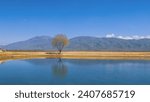 Single tree by the lake in the fields of Bakersfield, California.