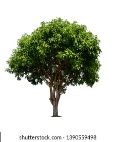 single tree with clipping path 