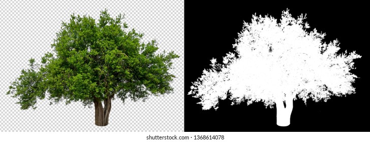 single tree with clipping path and alpha channel - Shutterstock ID 1368614078