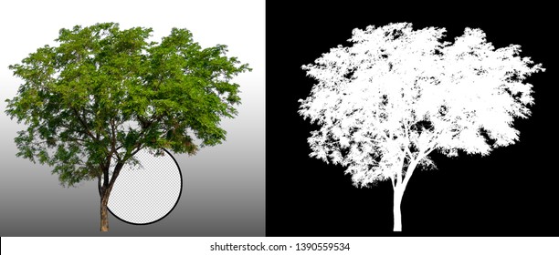 Single Tree With Clipping Path And Alpha Channel