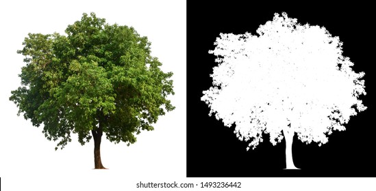 Single Tree With Clipping Path And Alpha Channel