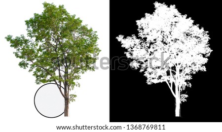 single tree with clipping path and alpha channel