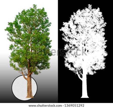 single tree with clipping path and alpha channel