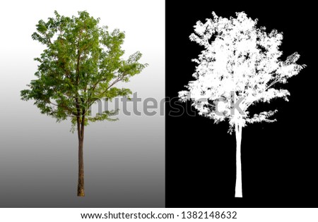 single tree with clipping path and alpha channel