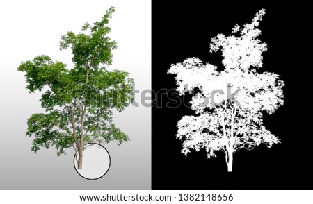 single tree with clipping path and alpha channel