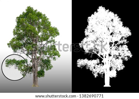 single tree with clipping path and alpha channel