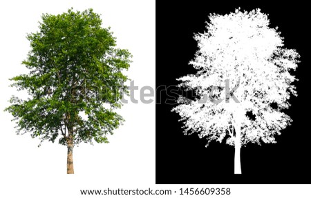 single tree with clipping path and alpha channel