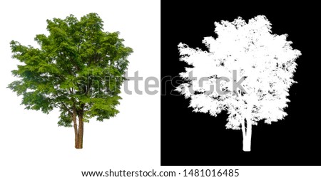 single tree with clipping path and alpha channel