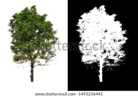 single tree with clipping path and alpha channel