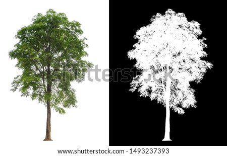single tree with clipping path and alpha channel