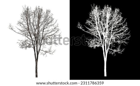 Single tree with clipping path and alpha channel on black background.