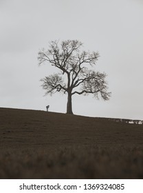 single tree countryside