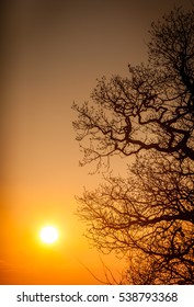 Single tree with a dramatic sunset sky in the background