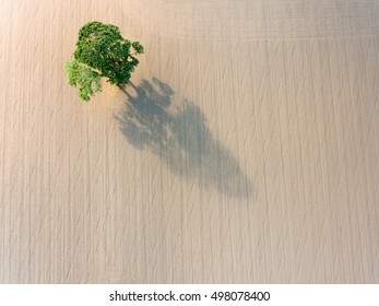 Single Tree Droping Shadow On Plowed Field Earth. Aerial View.