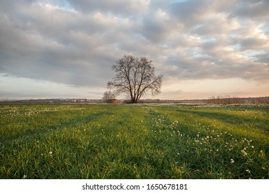 single tree in the field