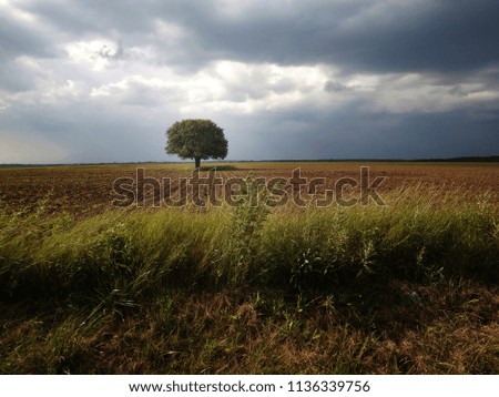 Similar – Image, Stock Photo Apple blossom IV