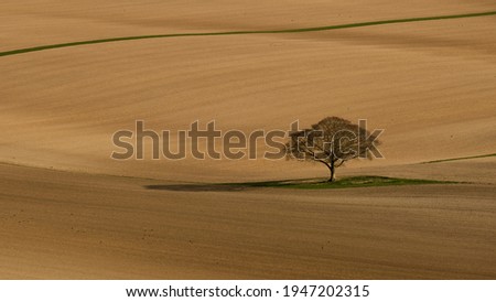 Single tree in field inthe rolling hills of the south downs. The tree is casting a shadow but is bare of leaves. There are animals in the fields.
