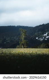 single tree in a field near a village, small town in a hilly area, east germany