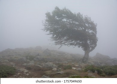 Single tree in the fog, struggling the strong wind - Shutterstock ID 1757049650