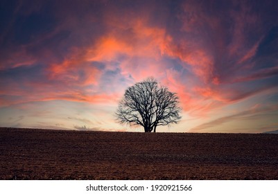 Single tree in front of a dramatic illuminated sky