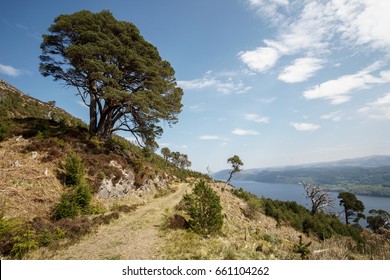 Single Tree In Front Of Loch Ness On Great Glen Way
