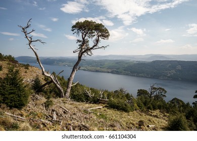 Single Tree In Front Of Loch Ness On Great Glen Way
