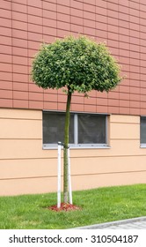 Single tree in front of modern building