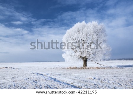 Single tree in frost and landscape in snow against blue sky. Winter scene.
