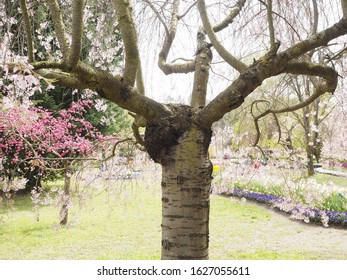 A single tree in a garden of blossoms 