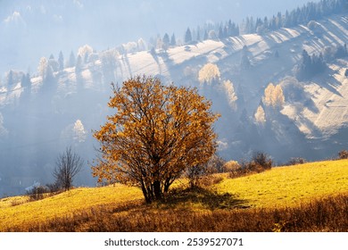 Single tree with golden leaves stands on sunny hillside in valley with misty, tree-covered mountains in background. Autumn atmosphere with warm sunlight - Powered by Shutterstock