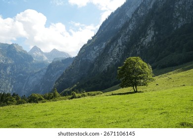 Single tree in green alpine meadow in front of imposing rock faces. Idyllic mountain landscape in Berchtesgaden National Park, Germany