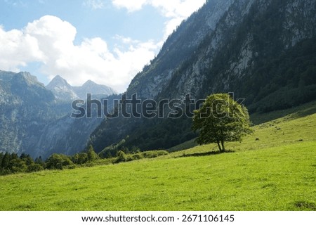 Single tree in green alpine meadow in front of imposing rock faces. Idyllic mountain landscape in Berchtesgaden National Park, Germany
