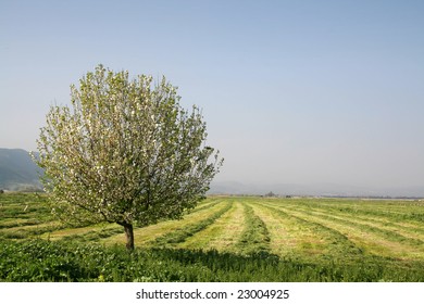 A single tree in a green field