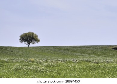 single tree in green field