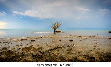 Single tree growing in bog lake at misty morning at Kudat, Sabah, Malaysia. Soft landscape. 

 - Powered by Shutterstock