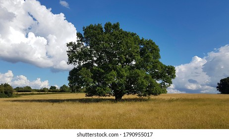 Single Tree Growing In A Corn Field In The Worcestershire Countryside