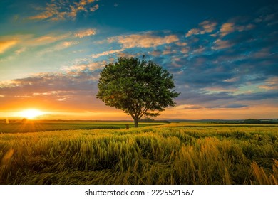 single tree growing under a cloud sky during a sunset surrounded by grass in gilgit picknic area