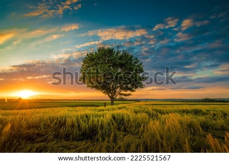 single tree growing under a cloud sky during a sunset surrounded by grass in gilgit picknic area
