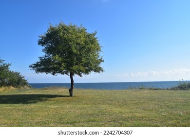 single tree infront of the coast