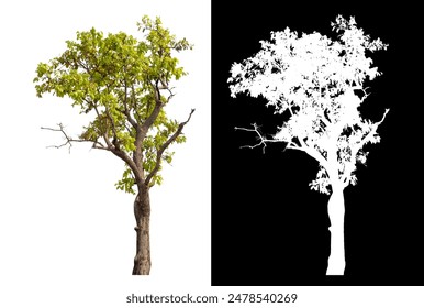 Single tree isolated on white background with clipping path and alpha channel on black background. - Powered by Shutterstock