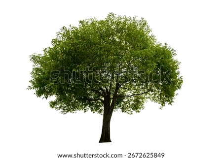 single tree isolated on white background with clipping path