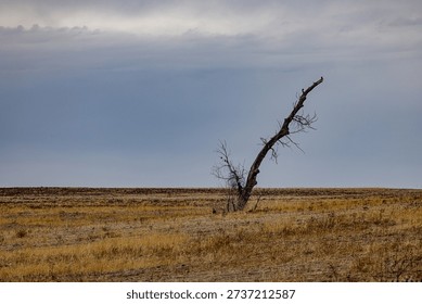 A single tree leans in an empty field. The ground is dry and brown, and the sky is cloudy. This scene shows a desolate area without visible plants or animals.