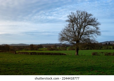 single tree in the middle of the countryside - Shutterstock ID 2244418777