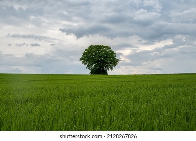 Single Tree In The Middle Of Nowhere In A Field With A Dramatic Sky