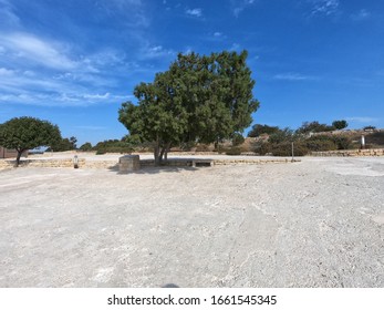 A Single Tree Near A Touristic Parking Spot