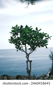 a single tree with ocean background 