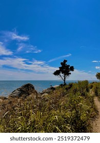 Single tree on the beach