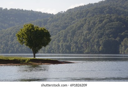 Single Tree On Cherokee Lake In Tennessee